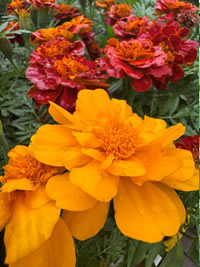 Marigolds our favourite companion plant Marigolds our favourite companion plant