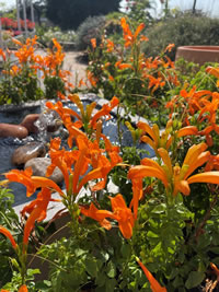 Cape Honeysuckle – Tecomaria Capensis