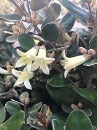 Grey Leafed Correa White Bells