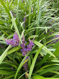Autumn flowering Lily Turf
