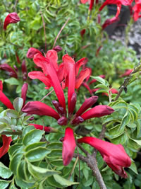 Plants for Pollinators are true garden rockstars!