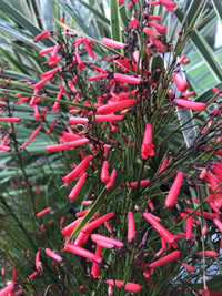 Rusellia Fire Cracker Grass