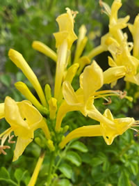 Cape Honeysuckle bring  Sunbirds to your garden 