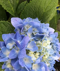 Feed to improve Hydrangea colour
