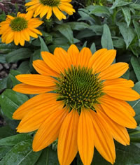 Summer Cone Flowers add something different