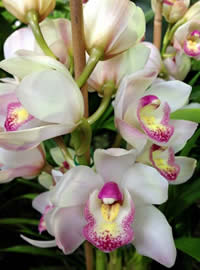 Cymbidiums are spectacular Cymbidiums are spectacular