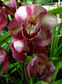 Cymbidiums can grow outdoors all year Cymbidiums can grow outdoors all year