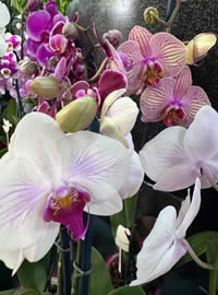 Moth Orchids are so opulent Moth Orchids are so opulent