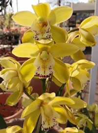 Moth Orchids can flower any time of the year Moth Orchids can flower any time of the year