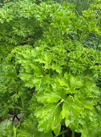 Parsley is a dogs breath refresher Parsley is a dogs breath refresher