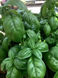 Summer Basil supports digestion for pets Summer Basil supports digestion for pets