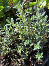 Thyme help with repiratory support Thyme help with repiratory support