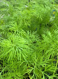 Dill Supports Digestion for pets Dill Supports Digestion for pets