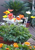 Bright Poppies in my home garden