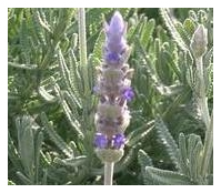 Lavender flowers infuse sugar and oils