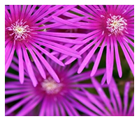 Vygies, the original water wise plant for your garden