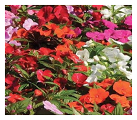 Make your own mix to suit your garden style