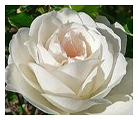 Grow the best roses with help from Eckards