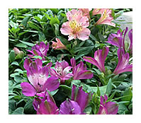 Inca Lilies make wonderful ground cover and cut flowers