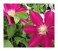 Clematis Rebecca, a new variety now at Eckards