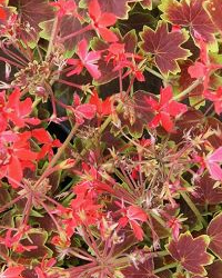 Variegated Geraniums add interest