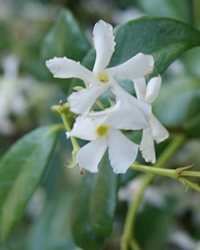 Star Jasmine flowers through summer
