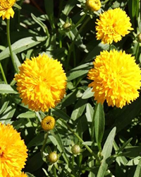 Coreopsis flowers sparkle in full sun