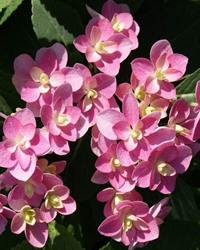 There are many new varieties of Hydrangeas