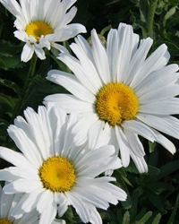 Daisy Mae is a Proven Winner Shasta Daisy