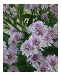 Aster Astee flowers autumn 