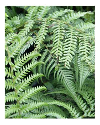 Bring the jungle to your garden