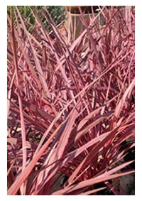 Electrick Pink, you gotta have one!