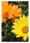 Namac’s or African Daisies – Easy bright colour!
