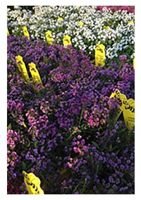 Fragrant Alyssum for sun