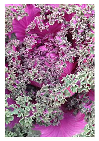 Frilly leafed hybrid cabbages