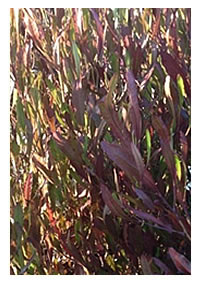 The Hop bush colours intensify in the cold