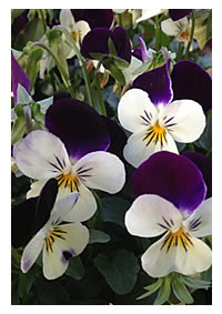 Violas have pretty faces too