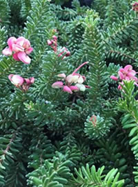 Feed the garden to boost the green