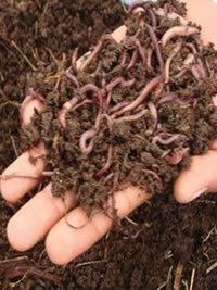 Earthworms are the true garden rockstar!