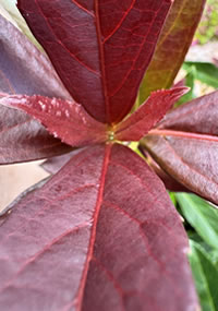 Sweet Laurel Copper Top has dark new growth