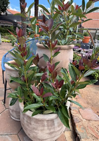 Plant up a container to clip to shapes