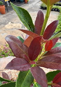 Year-round lush colour