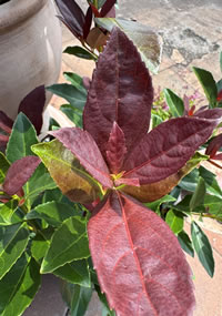 Large Hibiscus shrubs as also cool