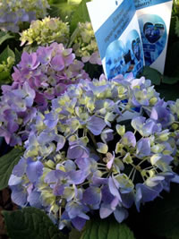 Blue Hydrangeas like an acid soil