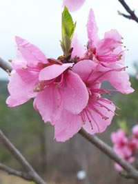 Prune peaches to stimulate fruiting