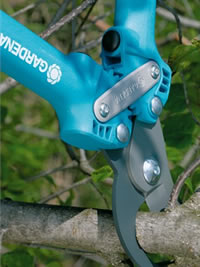 Use a sharp lopper for bigger branches
