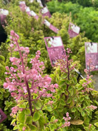 Plectranthus Chemenii loves shade