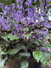 Mona Lavender was bread in South Africa