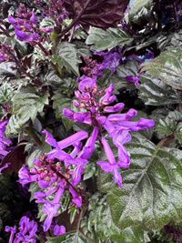 Magic Purple has larger flowers