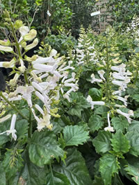 Plectranthus Magic Pearl is white